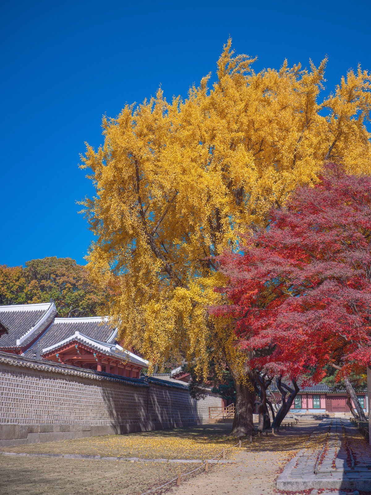 Jongmyo in November: ginkgo and maple leaves over the roofs of the main hall (November 2025)