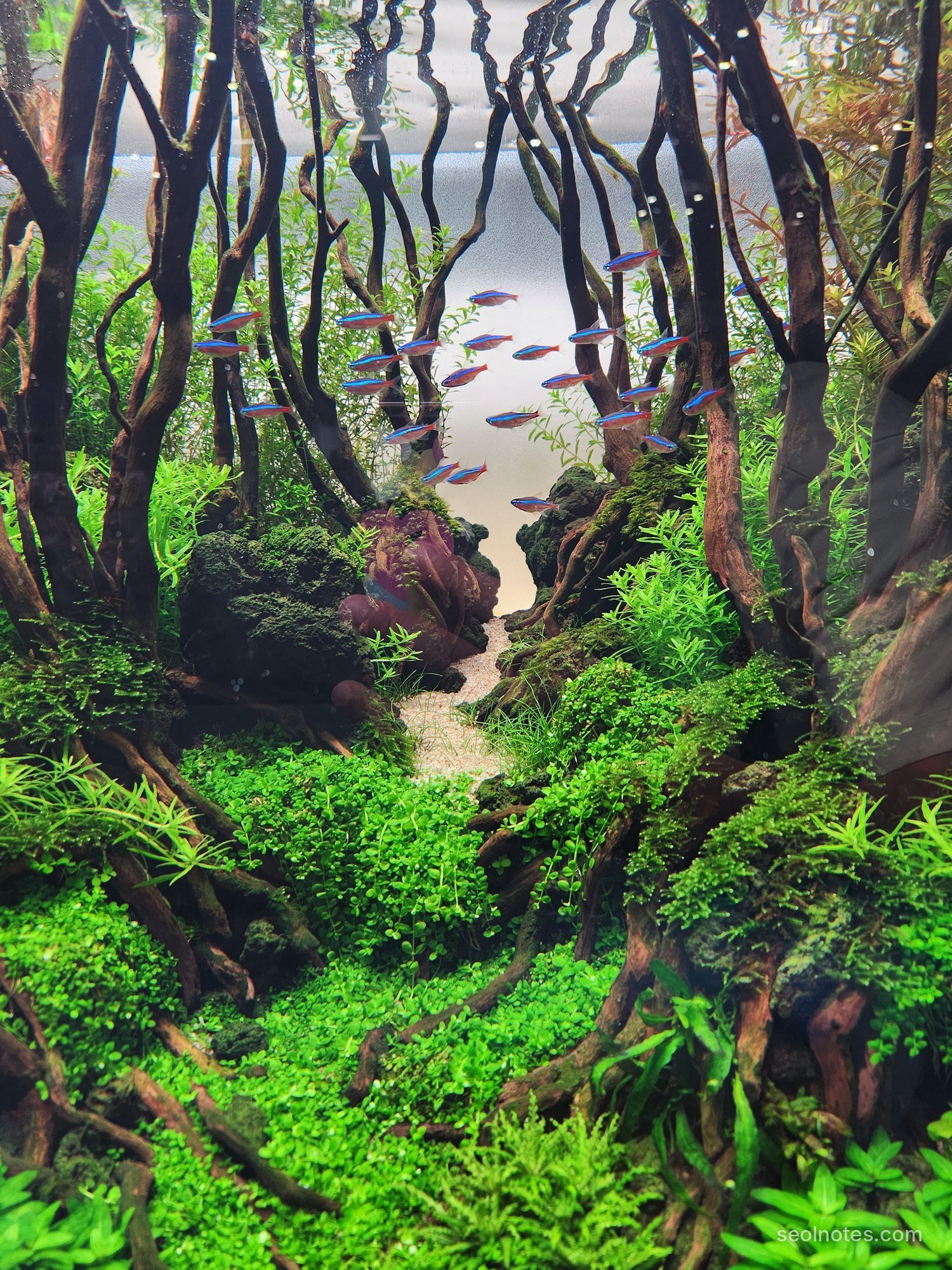 Planted aquarium with driftwood trees and a school of cardinal tetras