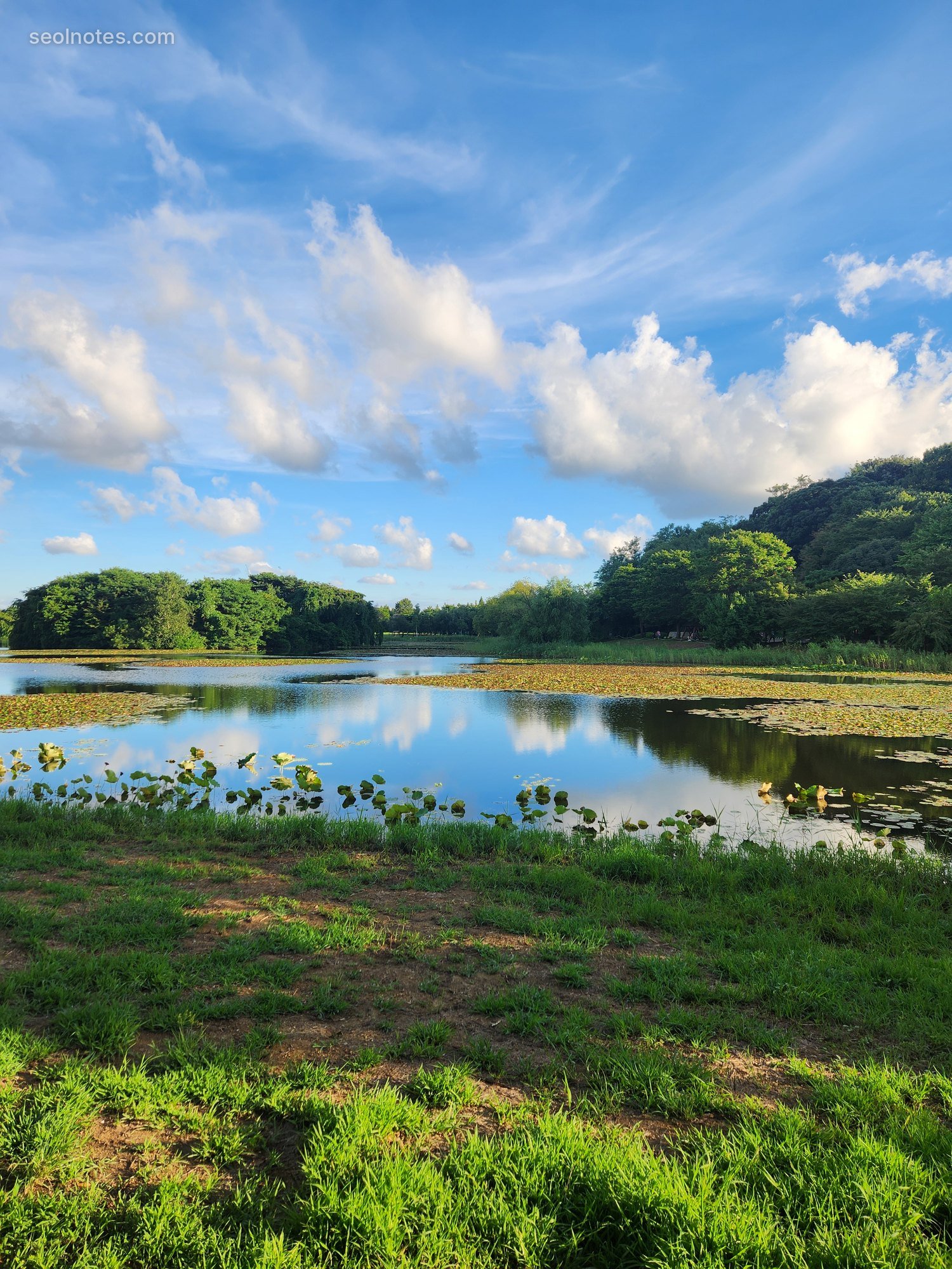 Summer pond with lotus leaves reflecting clouds and blue sky