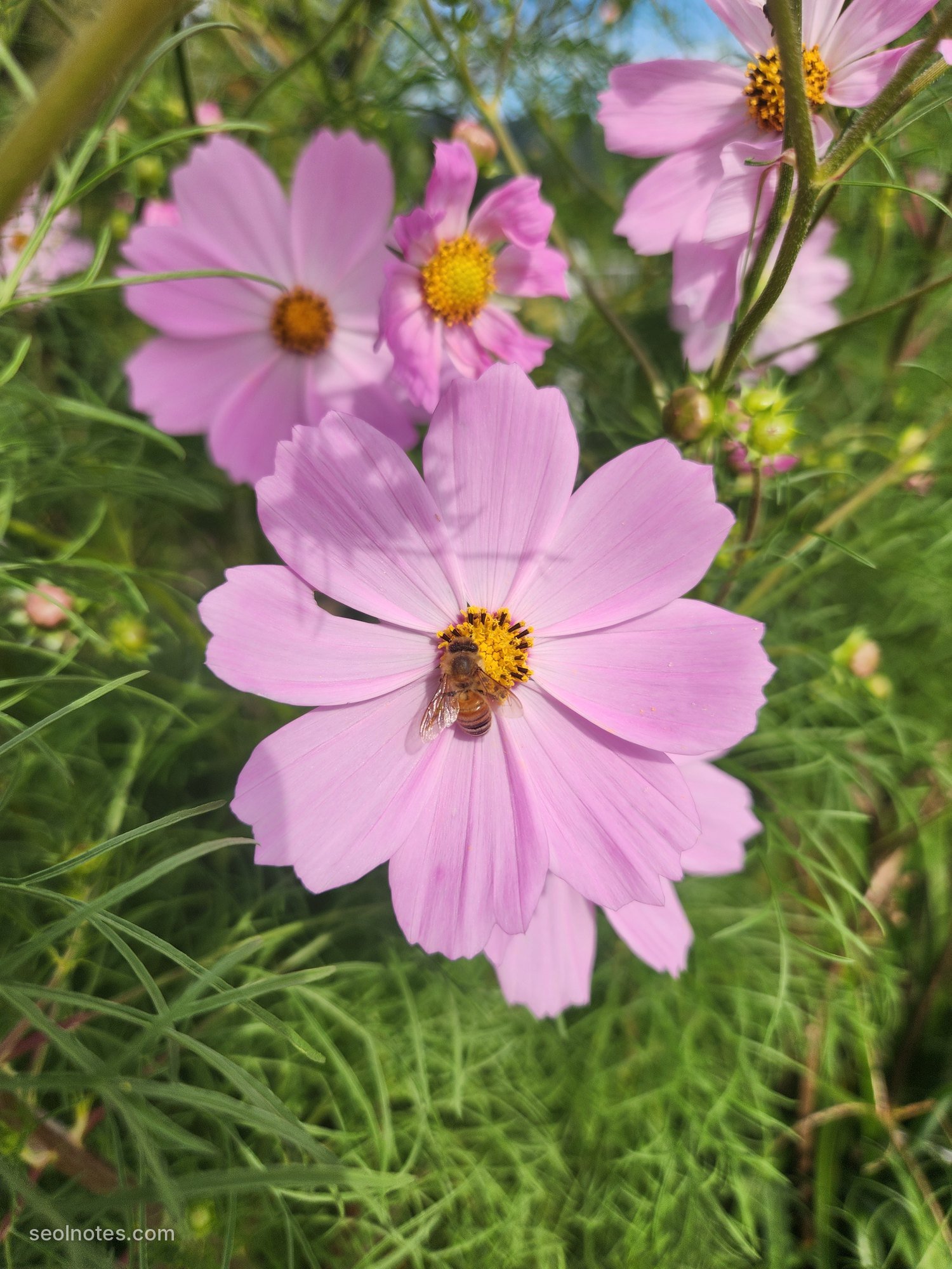 A honeybee on a pink cosmos flower
