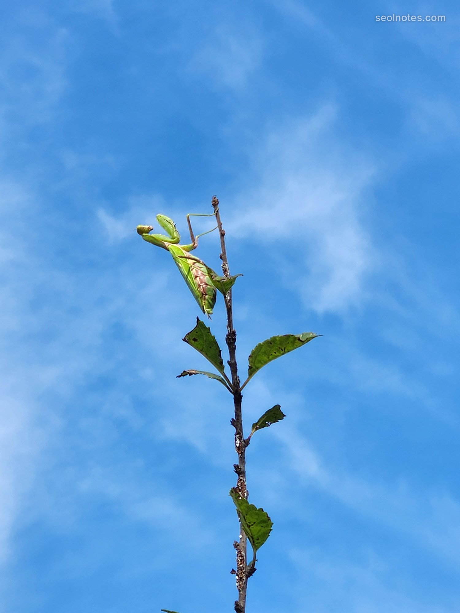 A praying mantis on the tip of a branch against the blue sky