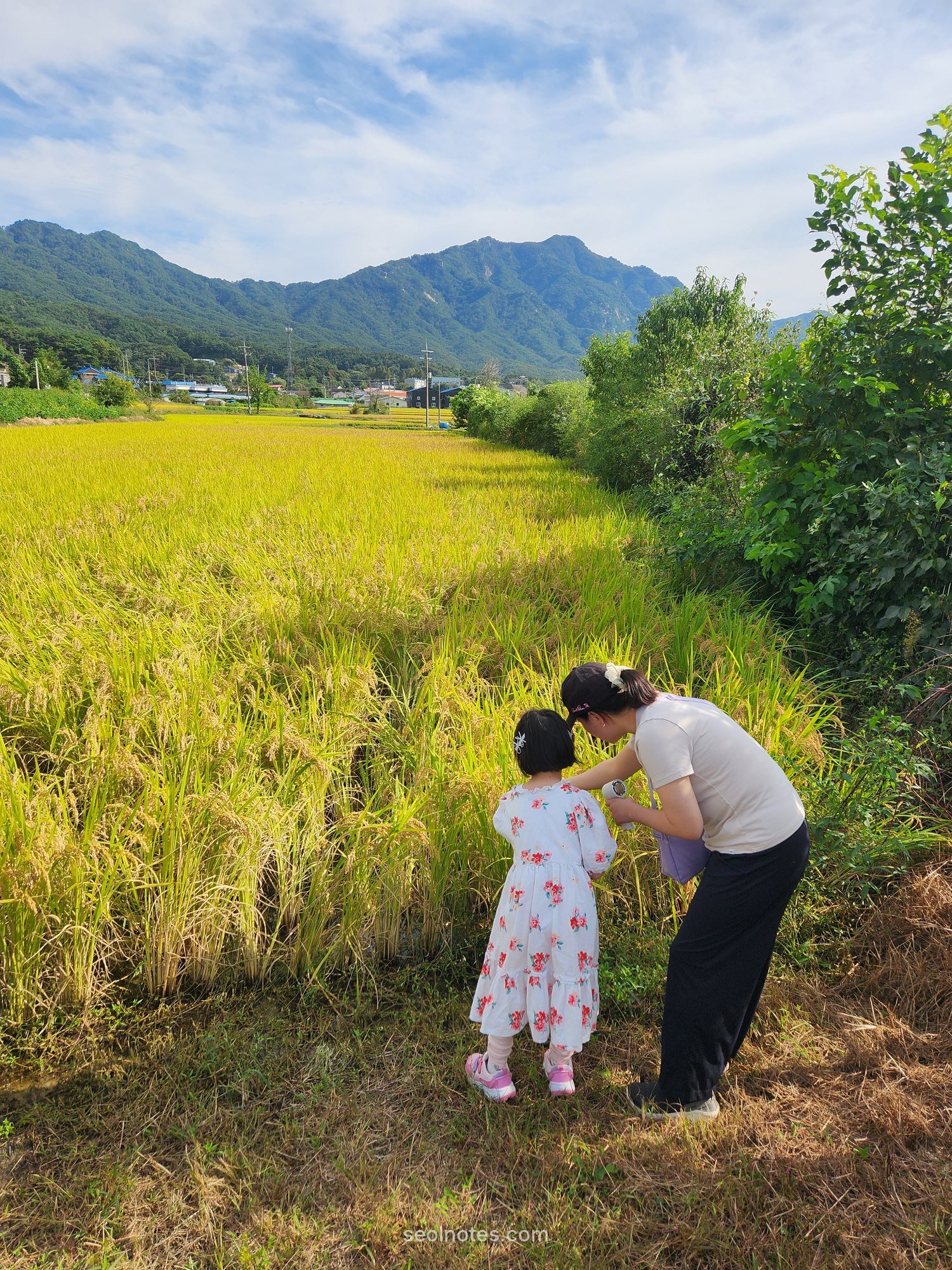 A mother and daughter looking at ripe rice by a golden paddy