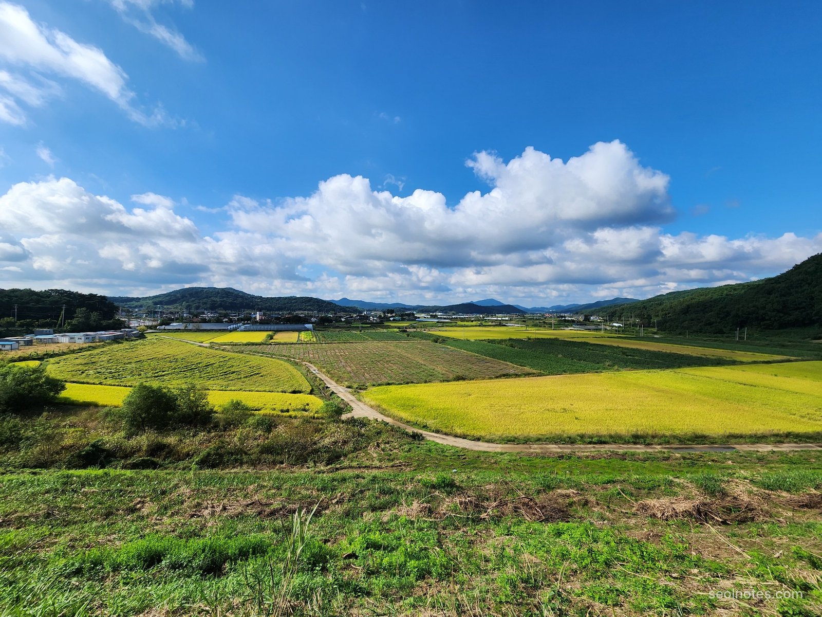 Golden rice paddies and farm roads in a valley under white clouds