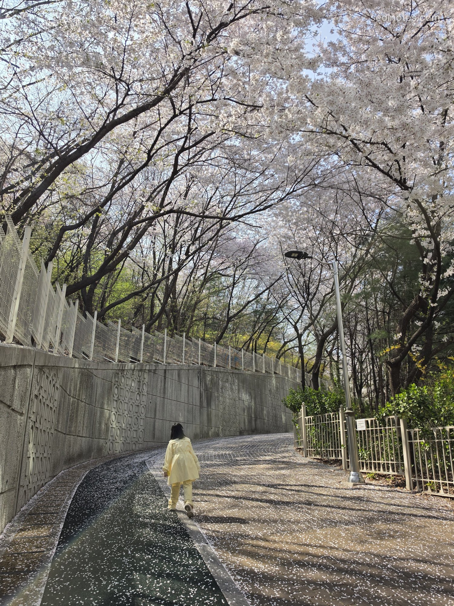 Cherry blossoms arching over a walking path along a stone wall
