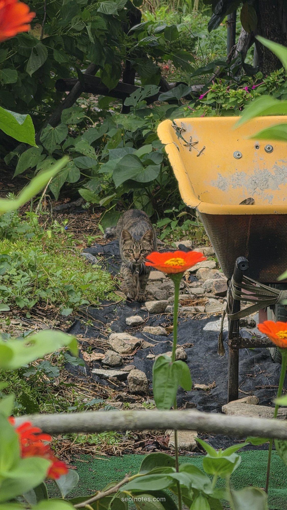 Red zinnias around a yellow wheelbarrow in a garden
