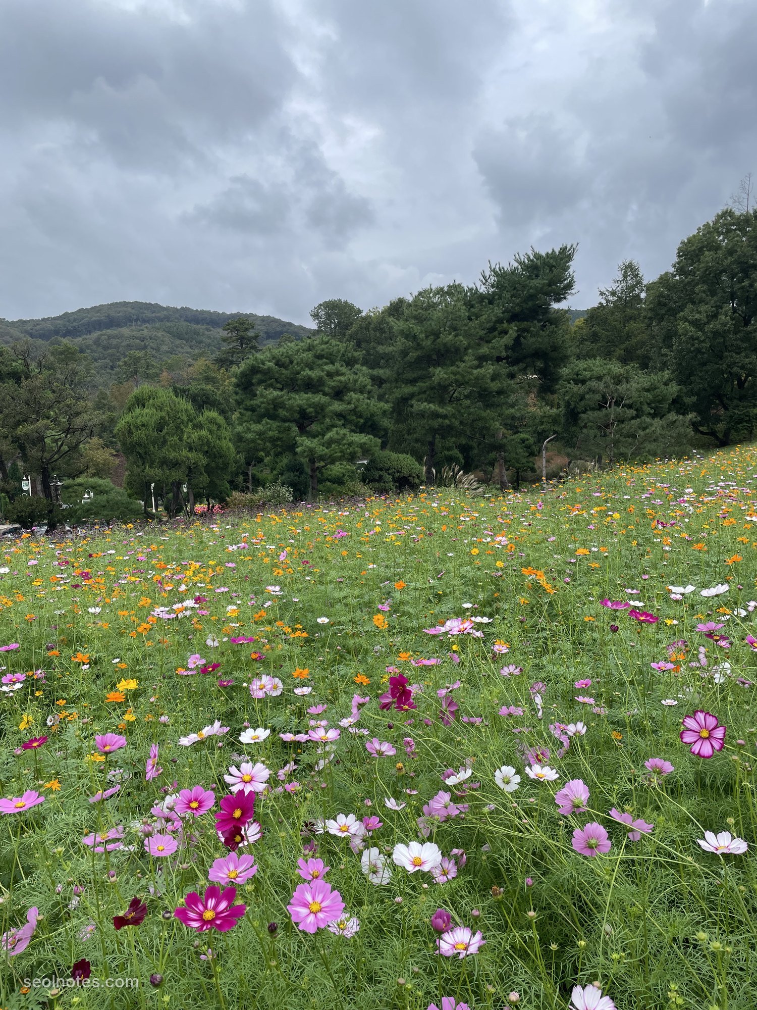 A field of pink and white cosmos under a cloudy sky